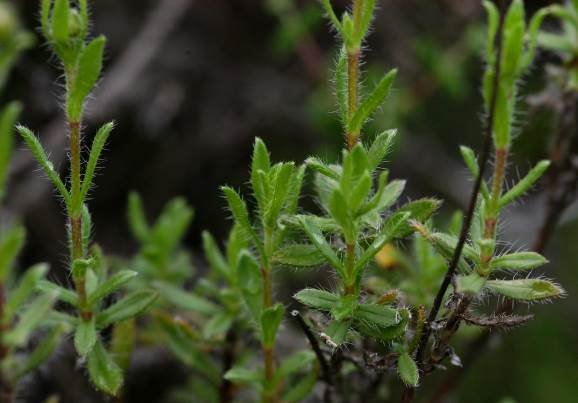 Felicia ovata leaves