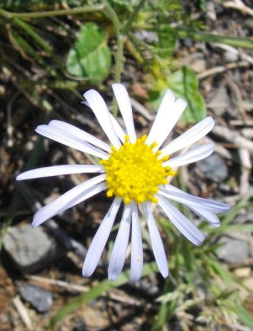 Felicia muricata