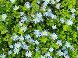 Felicia amelloides