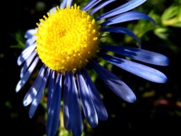 Felicia australis flowerhead