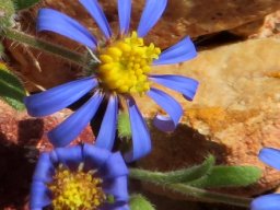 Felicia bergeriana floret stages