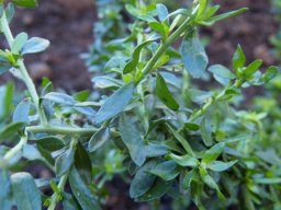 Felicia erigeroides leaves
