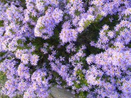 Felicia fruticosa