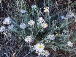 Felicia hirsuta