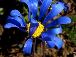 Felicia merxmuelleri flowerhead