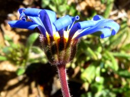 Felicia merxmuelleri involucral cup