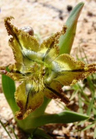 Ferraria divaricata flower