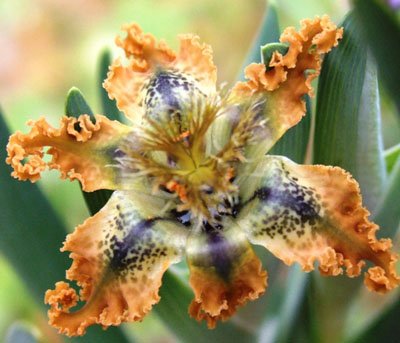 Ferraria variabilis flower