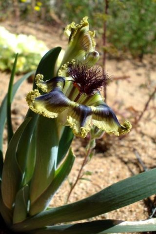 Ferraria divaricata