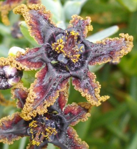 Ferraria crispa