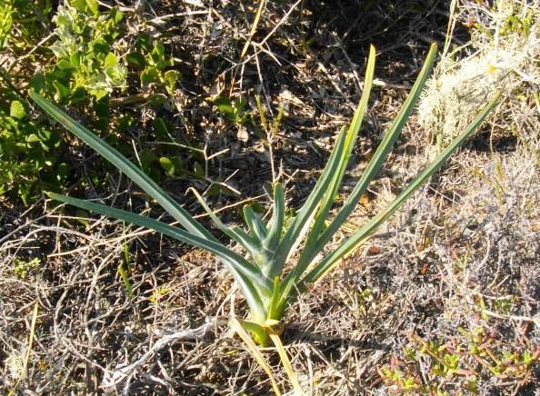 Ferraria crispa leaves