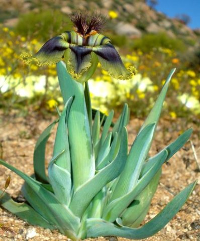 Ferraria divaricata leaves