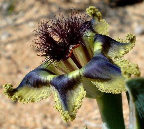 Ferraria divaricata black style brush
