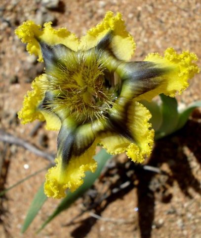 Ferraria divaricata brightening the sandy scene