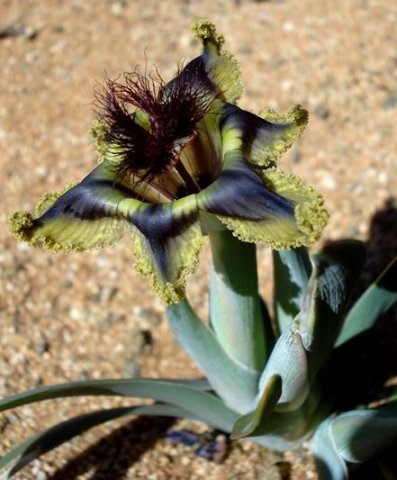 Ferraria