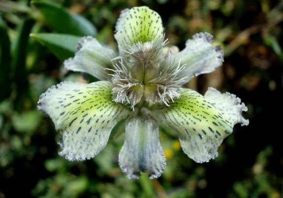 Ferraria ferrariola flower