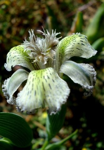 Ferraria ferrariola stamens and style branches