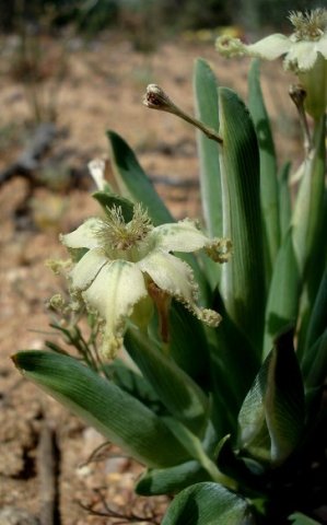 Ferraria macrochlamys subsp. macrochlamys leaves