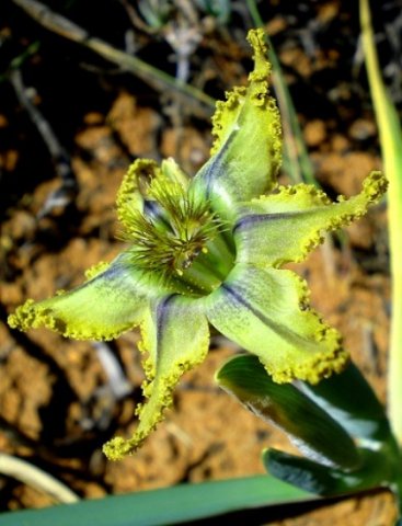 Ferraria variabilis