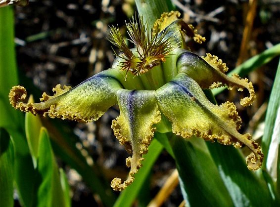 Ferraria variabilis style branches