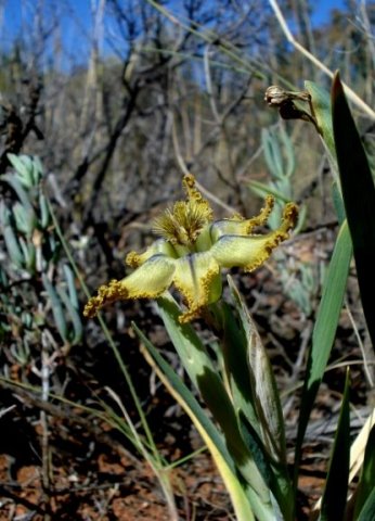 Ferraria variabilis leaves