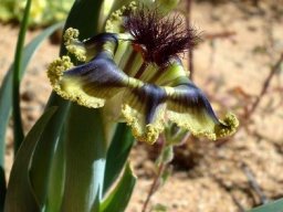 Ferraria divaricata