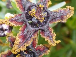Ferraria crispa