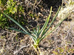 Ferraria crispa leaves