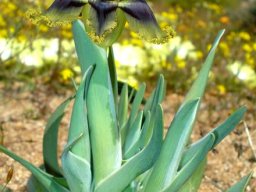 Ferraria divaricata leaves