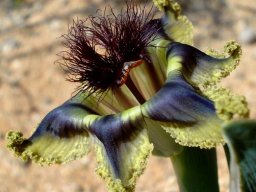 Ferraria divaricata black style brush