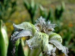 Ferraria ferrariola