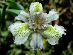 Ferraria ferrariola flower