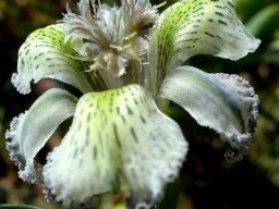 Ferraria ferrariola stamens and style branches