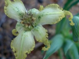 Ferraria macrochlamys subsp. macrochlamys flower