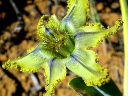Ferraria variabilis