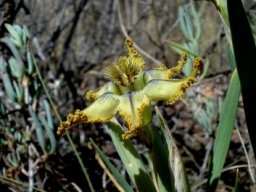 Ferraria variabilis leaves