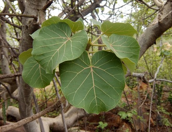 Ficus abutilifolia