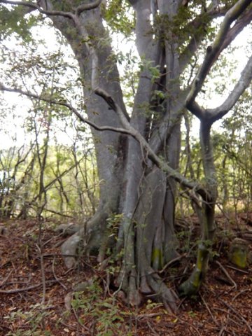 Ficus burkei