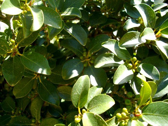 Ficus burtt-davyi