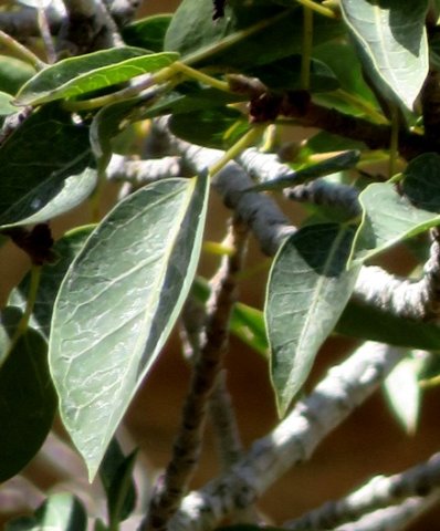 Ficus cordata subsp. cordata leaves