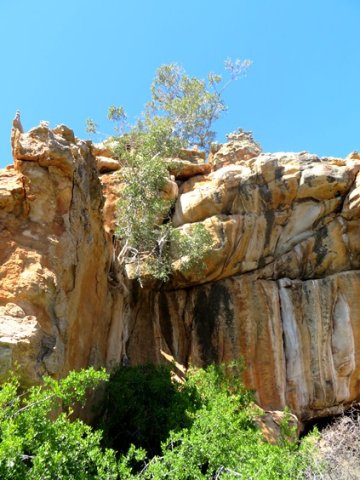 Ficus cordata subsp. cordata up a cliff