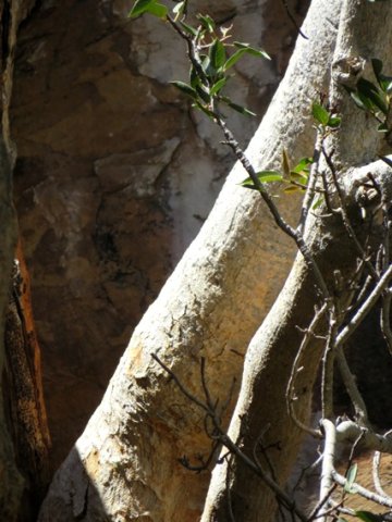 Ficus cordata subsp. cordata stems