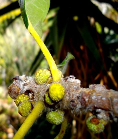 Ficus glumosa figlets