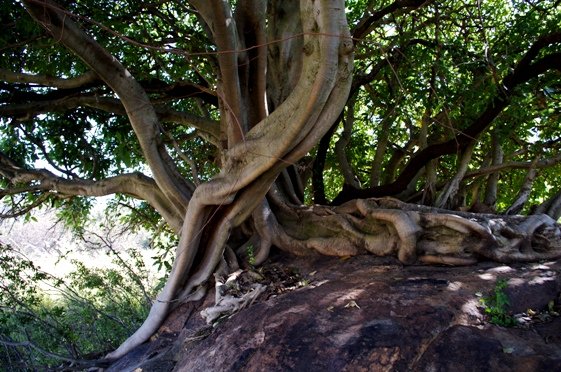 Ficus ingens art