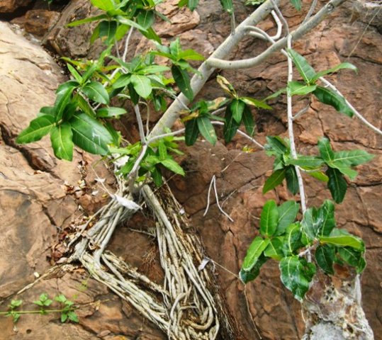 Ficus ingens evidence of a quest