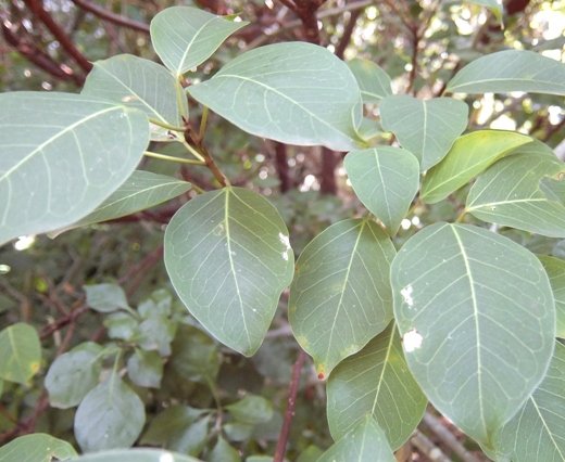 Ficus polita