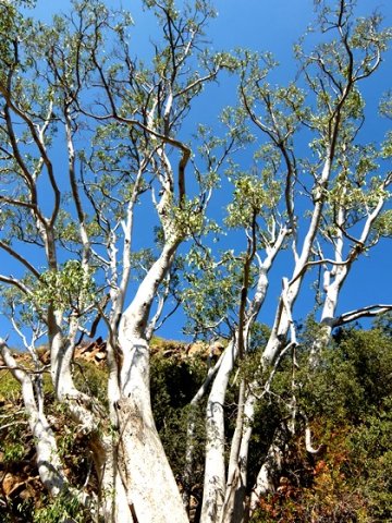 Ficus salicifolia