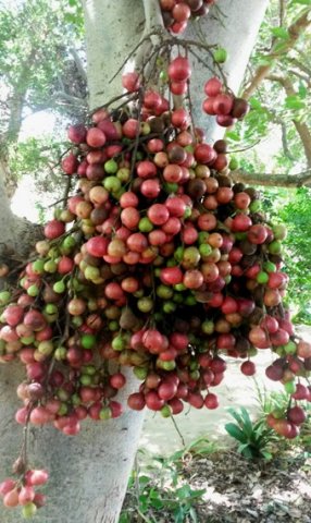 Ficus sur ripe fruit