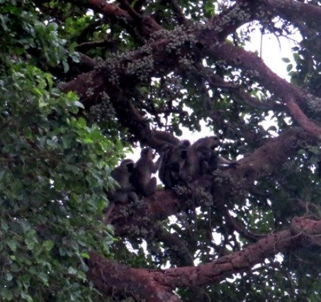 Ficus sycomorus feeding vervet monkeys