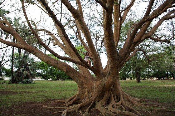 Ficus sycomorus stems